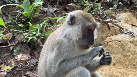 Monkey munching and eating hard nut in the jungle SmoMo Slow Motion 2 Stock Footage 219945393