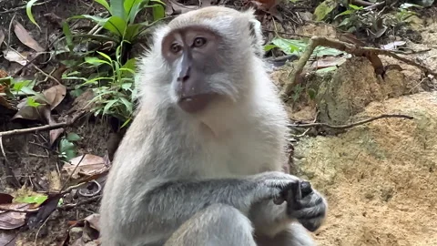 Monkey munching and eating hard nut in the jungle SmoMo Slow Motion 3 Stock Footage 219946048