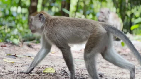 Monkey munching, eating, picking up food and looking around the forest jungle Stock Footage 219969409