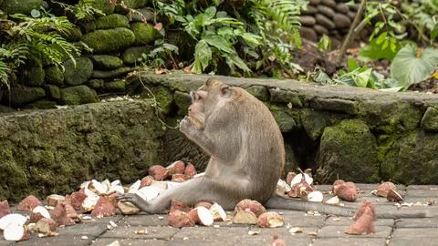A monkey is munching on food while sitting amidst the natural landscape Foto stock