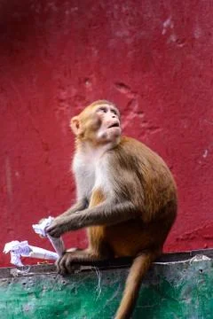 Monkey in Myanmar Stock Photos