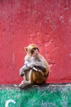 Monkey in Myanmar Stock Photos