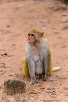 Monkey in Myanmar Stock Photos