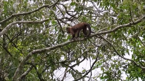 Monkey-nail walking on tree branches Stock Footage 93116051