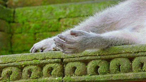 Monkey napping on mossy temple's wall in Monkey Forest. Bali, Indonesia Stock Footage 72931396