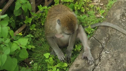 Monkey in nature | Bali - 4k video Stock Footage 167622015