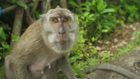 Monkey in nature | Bali - 4k video Stock Footage 167622083
