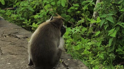 Monkey in nature | Bali - 4k video Stock Footage 167622098