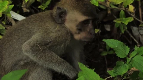 Monkey in nature | Bali - 4k video Stock Footage 167622264