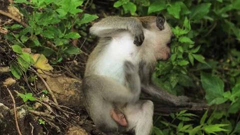 Monkey in nature | Bali - 4k video Stock Footage 167622268