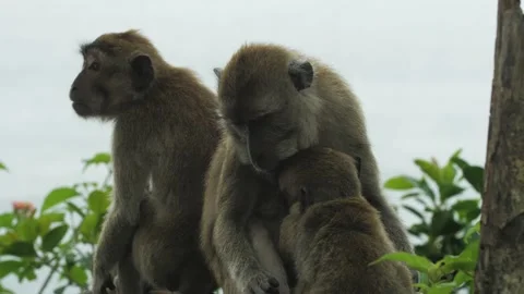 Monkey in nature | Bali - 4K video Stock Footage 167622277