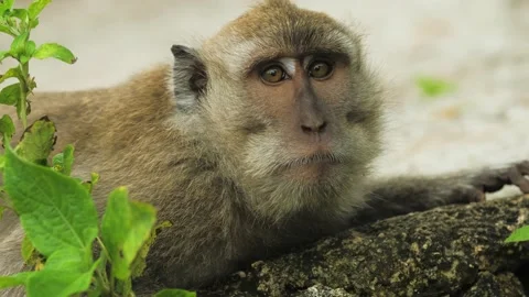 Monkey in nature | Bali - 4K video Stock Footage 167622284