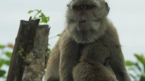 Monkey in nature | Bali - 4K video Stock Footage 167622288