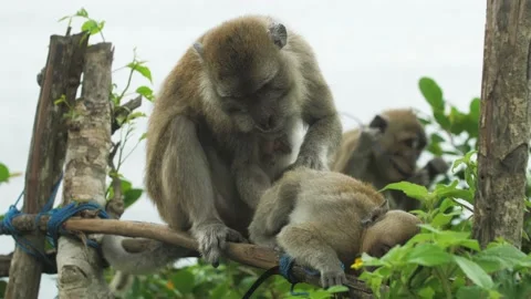 Monkey in nature | Bali - 4K video Stock Footage 167622290