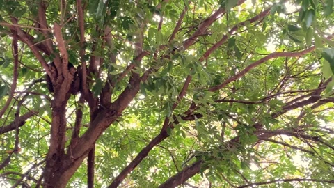 Monkey in Nature Stock Footage 325790400
