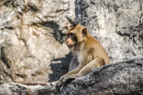 Monkey in nature Stock Photos