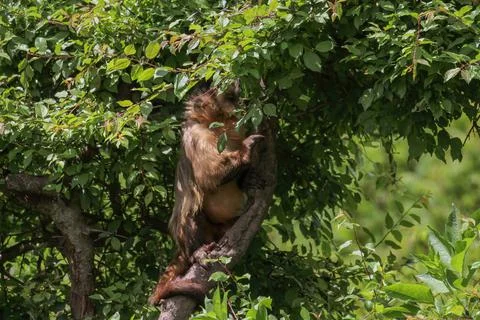 A monkey in nature. Robust capuchin monkeys are capuchin monkeys in the genus Foto stock