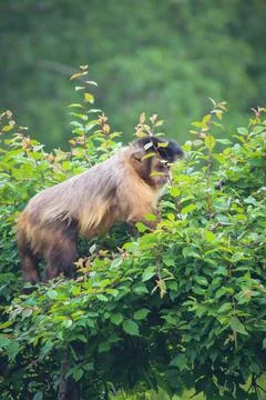 A monkey in nature. Robust capuchin monkeys are capuchin monkeys in the genus Stock Photos