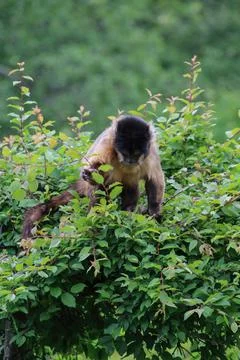 A monkey in nature. Robust capuchin monkeys are capuchin monkeys in the genus Stock-Fotos