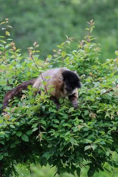 A monkey in nature. Robust capuchin monkeys are capuchin monkeys in the genus Stock Photos