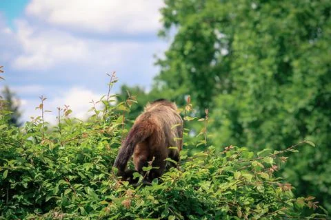 A monkey in nature. Robust capuchin monkeys are capuchin monkeys in the genus Stock Photos