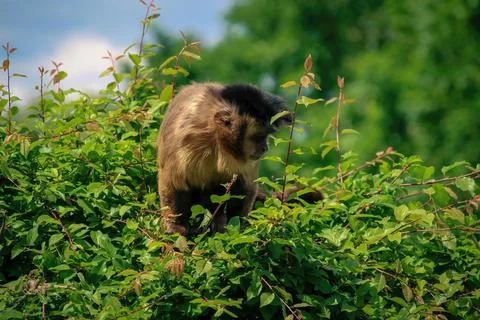 A monkey in nature. Robust capuchin monkeys are capuchin monkeys in the genus Foto stock