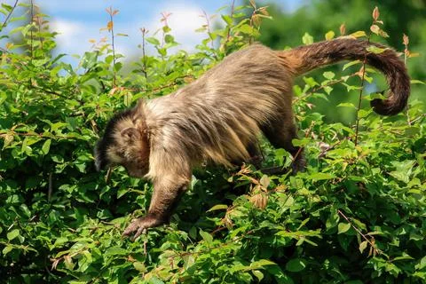 A monkey in nature. Robust capuchin monkeys are capuchin monkeys in the genus Stock Photos