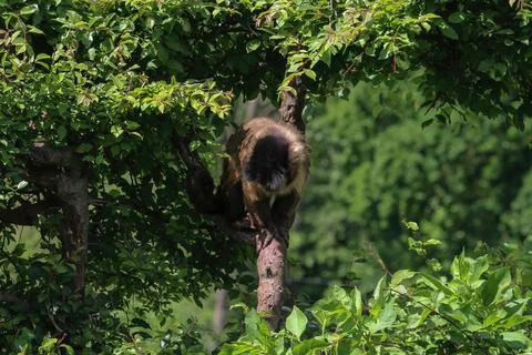 A monkey in nature. Robust capuchin monkeys are capuchin monkeys in the genus Stock Photos