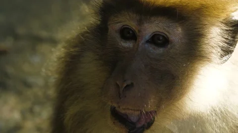 Monkey in nature | Srí lanka Stock Footage 167119560