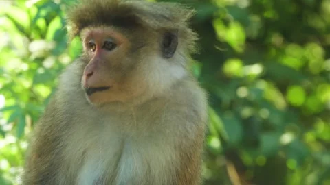 Monkey in nature | Srí lanka Stock Footage 167119561