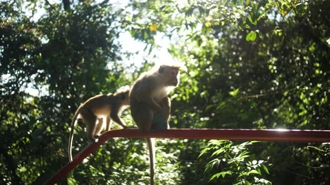 Monkey in nature | Srí lanka Video stock 167119575
