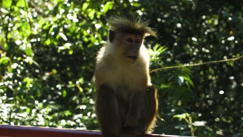 Monkey in nature | Srí lanka Stock Footage 167119603