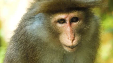 Monkey in nature | Srí lanka Stock Footage 167119615