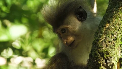Monkey in nature | Srí lanka Stock Footage 167119616