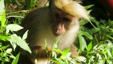Monkey in nature | Srí lanka Stock Footage 167119658