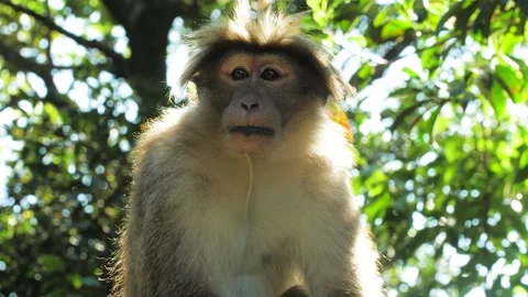 Monkey in nature | Srí lanka Stock Footage 167119898