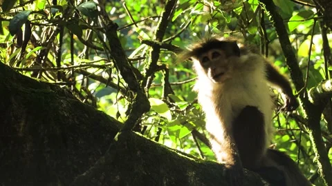 Monkey in nature | Srí lanka Stock Footage 167119904