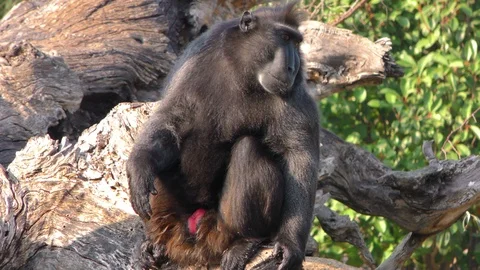 Monkey in Nature in Zoo Stock Footage 86902382