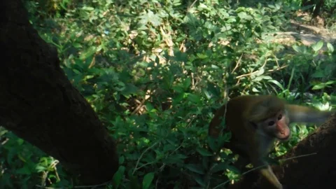 Monkey near and clamber over the tree Stock Footage 103281529
