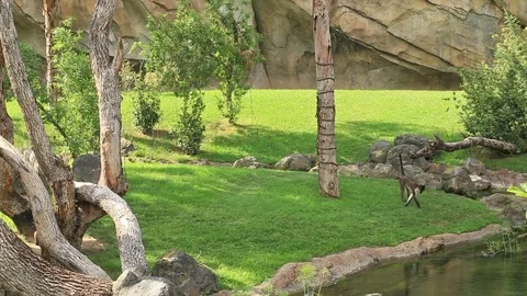 Monkey near the water Stock Footage 78738320