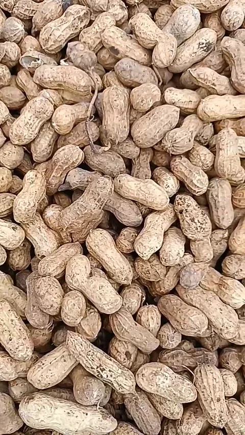 Monkey nuts or groundnuts Stock Footage 201606260