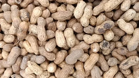 Monkey nuts or groundnuts Stock Footage 201606266