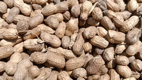 Monkey nuts or groundnuts legumes Stock Footage 202603667