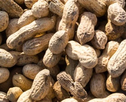 Monkey Nuts Stock Photos