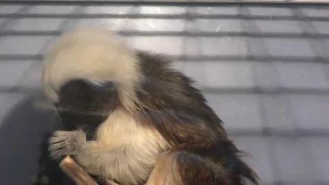 Monkey Oedipus Tamarin Stock Footage 112273111
