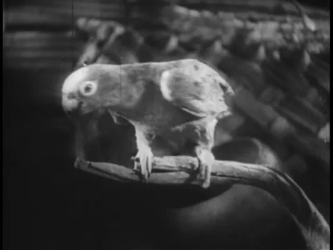 Monkey offering food to parrot Stock Footage 260249403