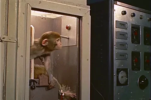 Monkey operates lever to avoid electrical shock in training box - 1959 Stock Footage 104652510