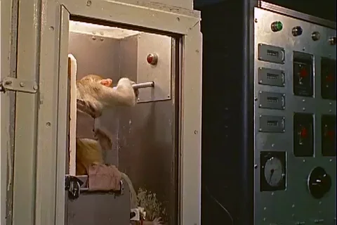 Monkey operates lever to avoid electrical shock in training box - 1959 Stock Footage 104652561