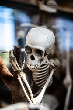 Monkey or ape white skeleton face focused Stock Photos