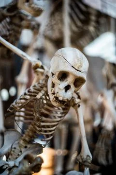 Monkey or ape white skeleton face centered Stock Photos